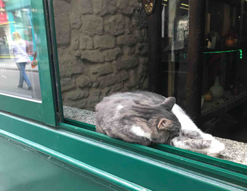 Restaurant Cat